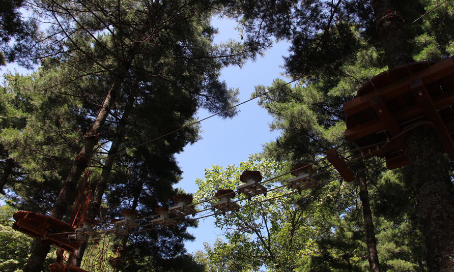 Tree Top Adventure Park, tree top challenge, treetop challenge, treetop ropes course